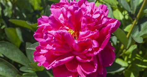 Paeonia X Suffruticosa Rosa Strauch Pfingstrose Baumschule Ley