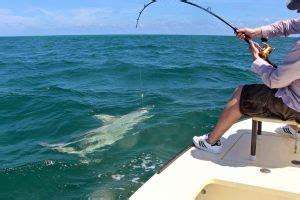 Shark Fishing Miami MiamiBiscayneBayFishingGuide