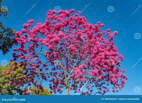 Handroanthus Heptaphyllus Close Up Of Beautiful Pink Trumpet Tree