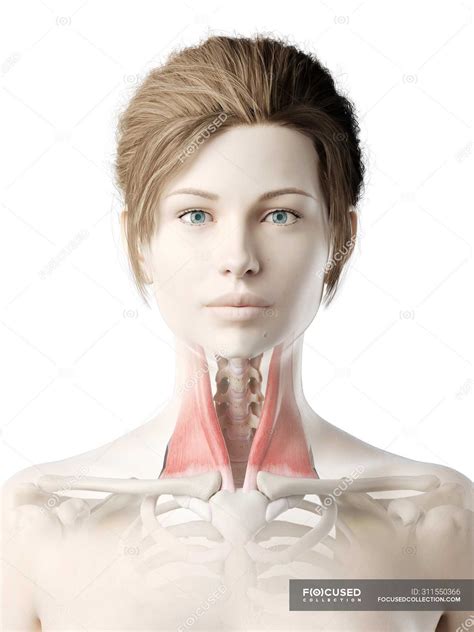 Модель женского тела с красным цветом Sternocleidomastoid мышцы ...