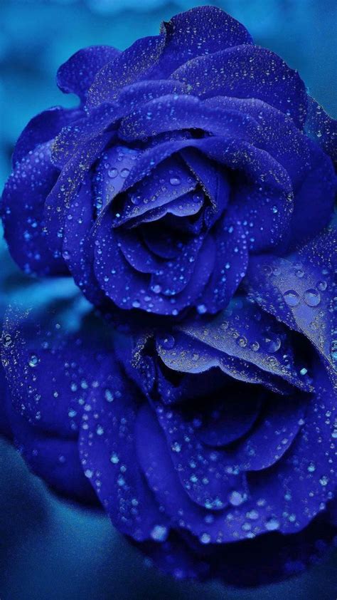 Pin By Mkr On Pins By You Blue Roses Wallpaper Beautiful Roses