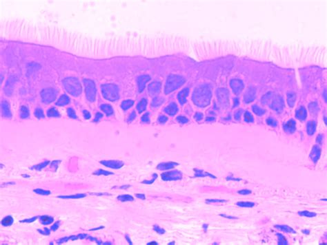 39+ Stratified Cuboidal Epithelium Histology | Nedode