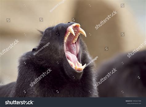 Baboon Showing Teeth Images: Browse 115 Stock Photos & Vectors Free ...