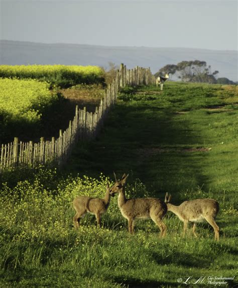 Agulhas National Park Images | Xplorio Agulhas