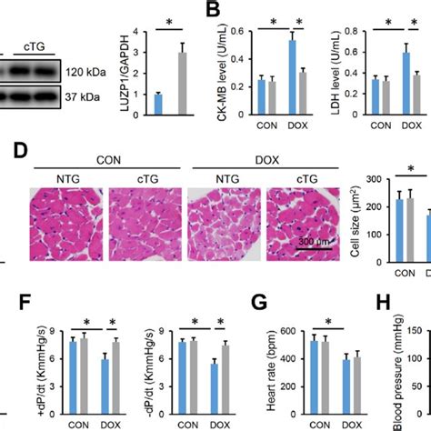 Cardiac Specific Luzp Overexpression Attenuates Dox Induced Acute