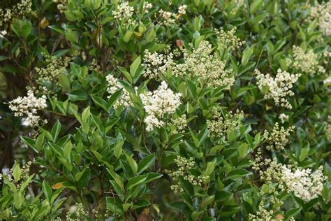 A Guide to Growing Privet Responsibly | Garden Design