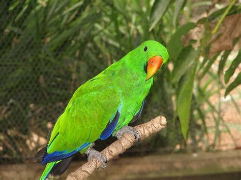 Eclectus Parrot Facts, Behavior, Pet Care, Housing, Pictures | Singing Wings Aviary