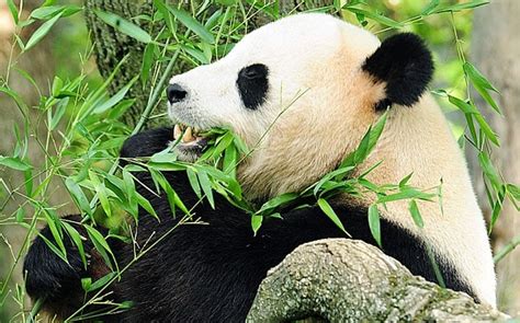 Baby Giant Pandas Eating Bamboo