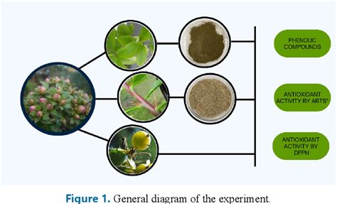 Figure 1 From Antioxidant Activity And Bioactive Compounds In Ora Pro