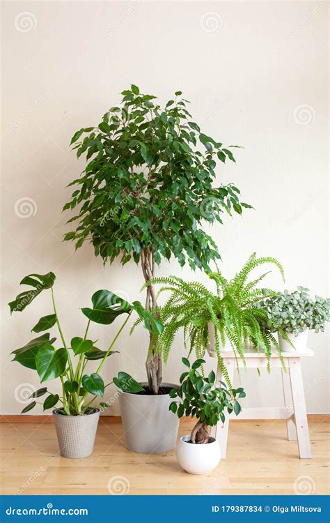 Plantes Domestiques Ficus Benjamina Fittonia Monstera Nephrolepis Et