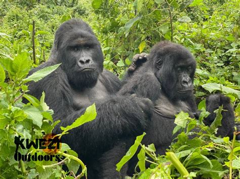 Unveiling The Enchantment Of Gorilla Trekking Safaris In Uganda