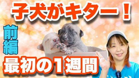 子犬を迎えて1週間 やっちゃダメな事 大事なことは だった【ドッグトレーナ解説】前編 【子犬の育て方1 1】 Youtube