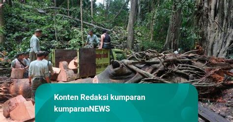 Foto Pohon Di Monkey Forest Ubud Yang Timpa Turis Asing Hingga Tewas