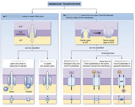 Membrane Transporters Diagram Quizlet