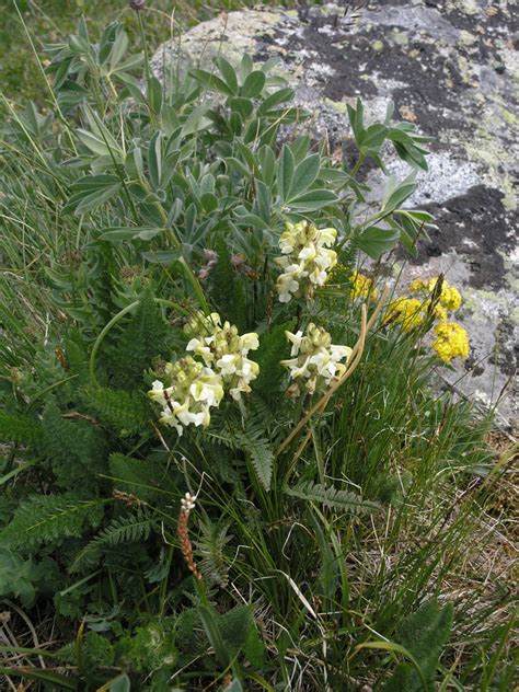 Pedicularis Compacta From Russia Aliai Republic Ust Koksa District