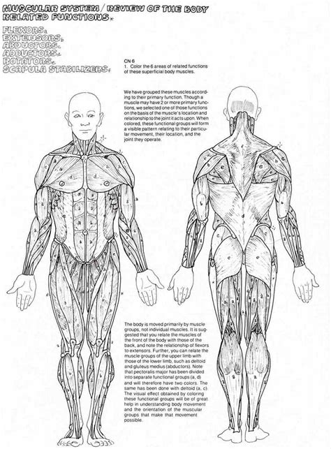 The Muscular System Coloring Pages Coloring Home