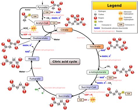 File Citric Acid Cycle Noi  Wikipedia