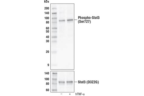 Phospho Stat3 Ser727 D8c2z Rabbit Mab Biotinylated Cell