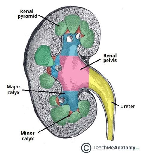 The Kidneys Position Structure Vasculature Teachmeanatomy