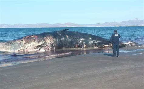 Ballena muere varada en playa El Mogote en La Paz Telediario México