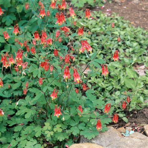 Columbine Seeds Aquilegia Canadensis Wild Columbine Flower Seed