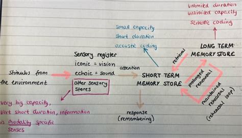 Psychology Memory Flashcards Quizlet