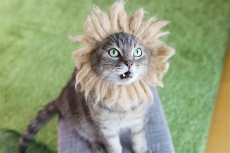 This Japanese Artist Creates Hats For Cats Made From Their Own Hair