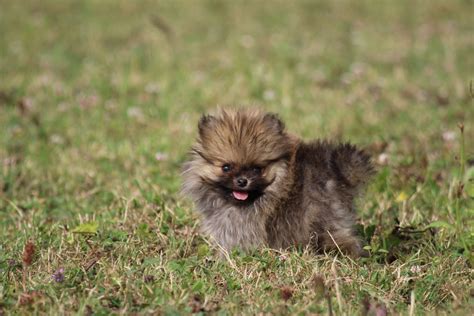 Raza De Perro Pomerania Qu Debes Saber Las Almenas