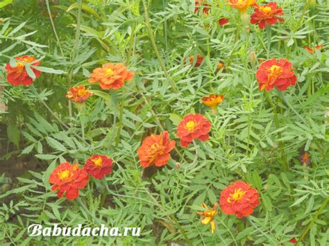 Цветы ноготки – это календула? | Дача