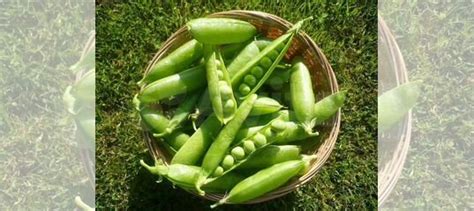 Горох стручковый купить в Орле | Товары для дома и дачи | Авито