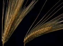 Spring barley growth and development guide