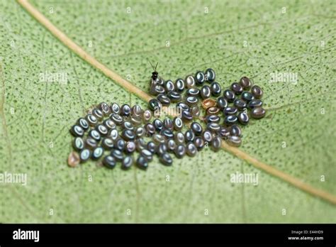 Autumn gum moth eggs and parasitic wasp Stock Photo - Alamy