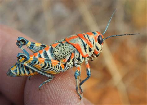 Do Frogs Eat Grasshoppers? A Cheerful YES From Frogs