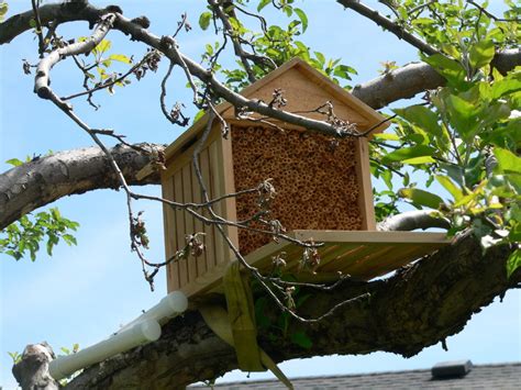 Solitary Bee Basics - masonbeesforsale.com