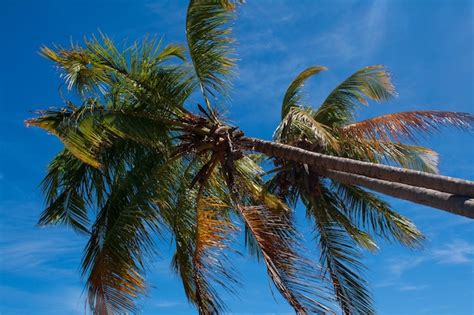 Premium Photo Detail Of Coconuts Tree On Blue Sky Background