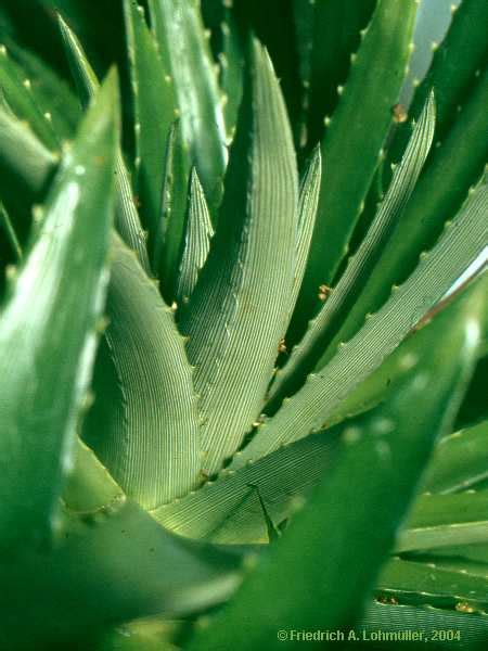 Dyckia Altissima Bromeliaceae Photo Gallery Friedrich A Lohmueller