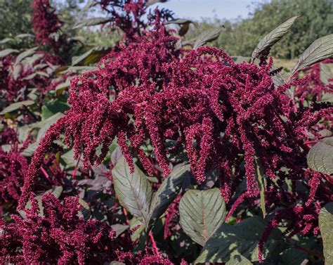 Amaranth Hopi Red Dye Prairie Garden Seeds