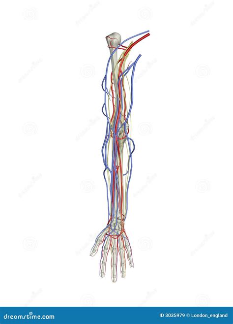 Arm Arteries Veins Nerves Royalty Free Stock Images Image 3035979