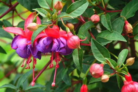 Fuchsia Care – How to Plant, Grow and Help Them Thrive