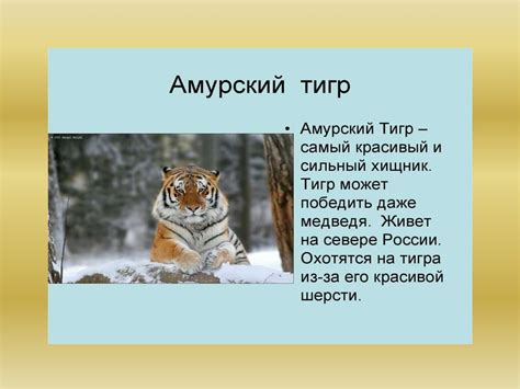 Амурский тигр - презентация онлайн