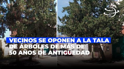 Vecinos De Fresnillo Se Oponen A La Tala De Rboles De M S De A Os