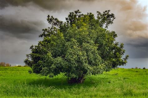 Pohon Padang Rumput Lanskap Foto Gratis Di Pixabay Pixabay