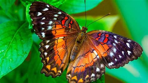 Бабочки в живой природе, на цветах под красивую музыку | Природа ...