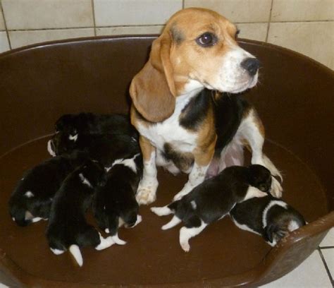 Superbes Chiots Beagle Pure Race Gironde Gratuit Sur Animoz Net