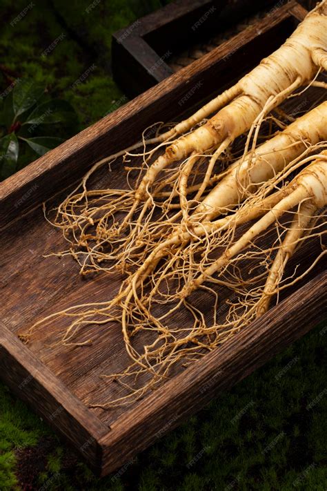 Premium Photo Fresh Ginseng Root The Amazing Health Benefits Of Ginseng You Need To Know