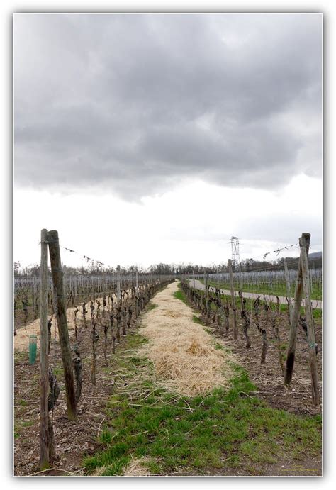 Serpent De Paille Vigne Scherwiller F Alsace Pierre Promeneur