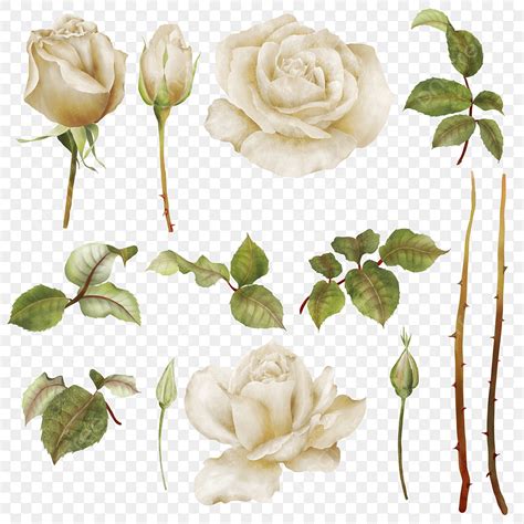 Hand Drawn Elements Png Image Hand Drawn White Rose Flower Elements