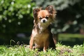 Seizures in Dogs – Why Do Chihuahuas Have Seizures? - I Love Chihuahua