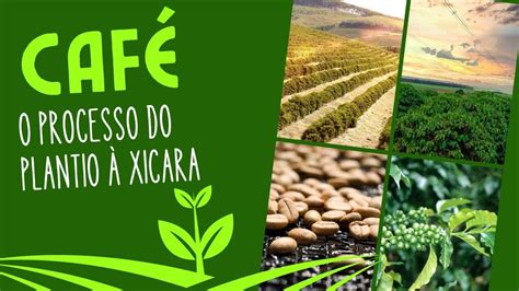 Caf Catucai Premium Coleta Seletiva Todo Processo Da Colheita