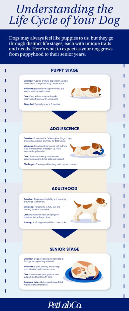 The Dog Life Cycle What To Expect At Every Stage Petlab Co